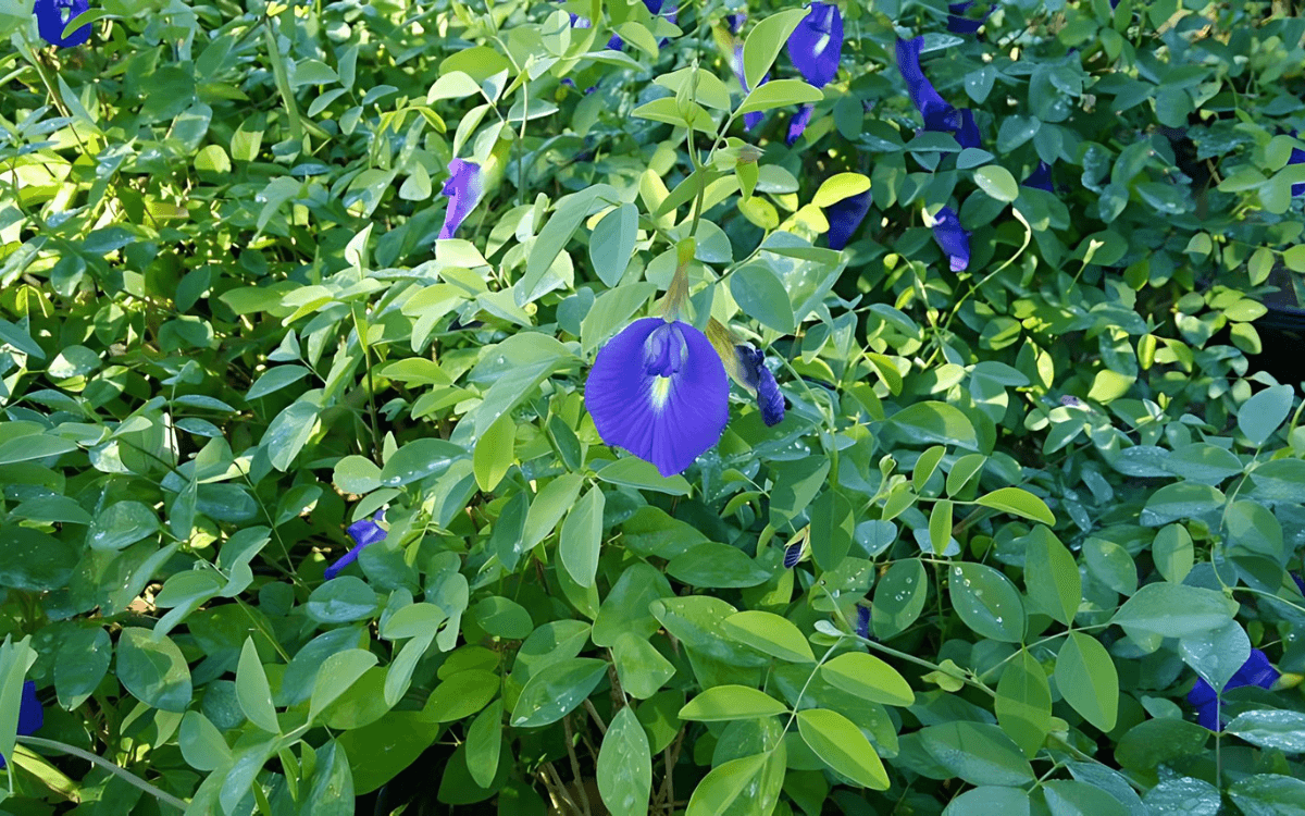 Clitoria Ternatea – Conchita Azul – foto principal