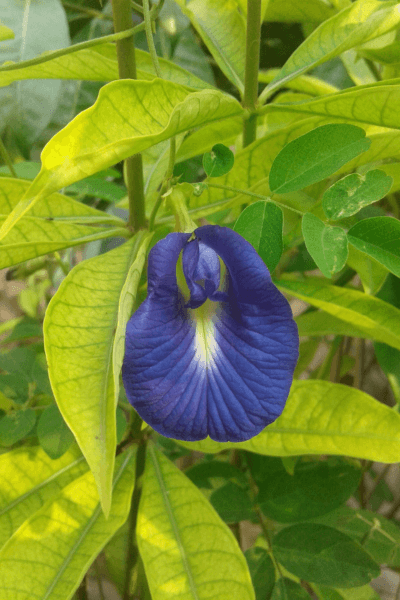 Conchita Azul Clitoria Ternatea