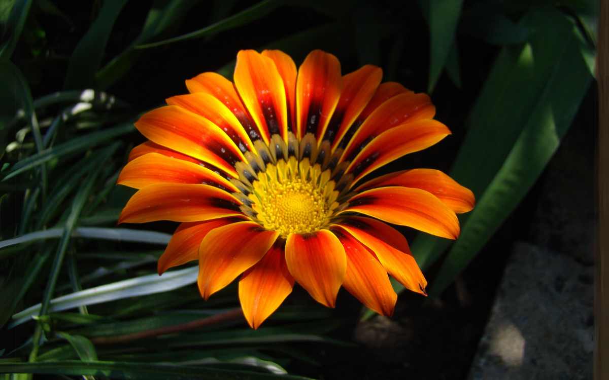 Flor de naranja gazania