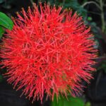 Flor de Sangre (Scadoxus Multiflorus): Cuidados