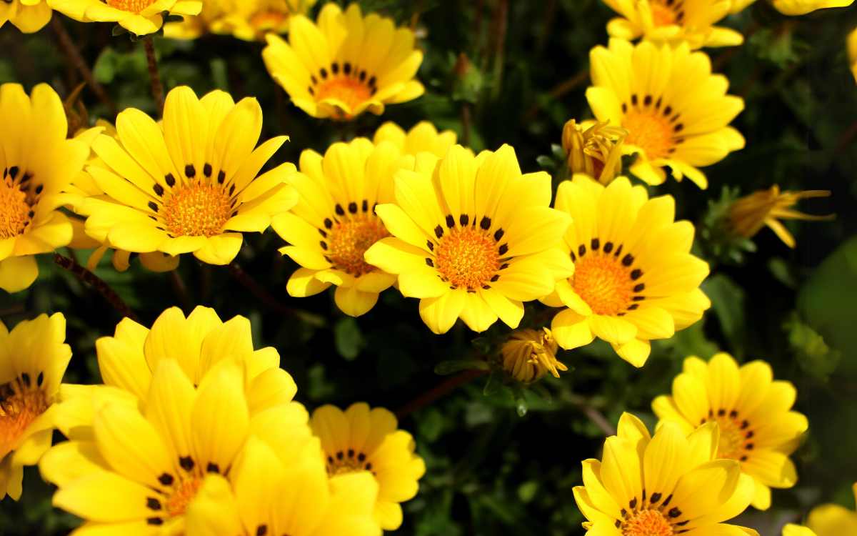 Flores amarillas gazania