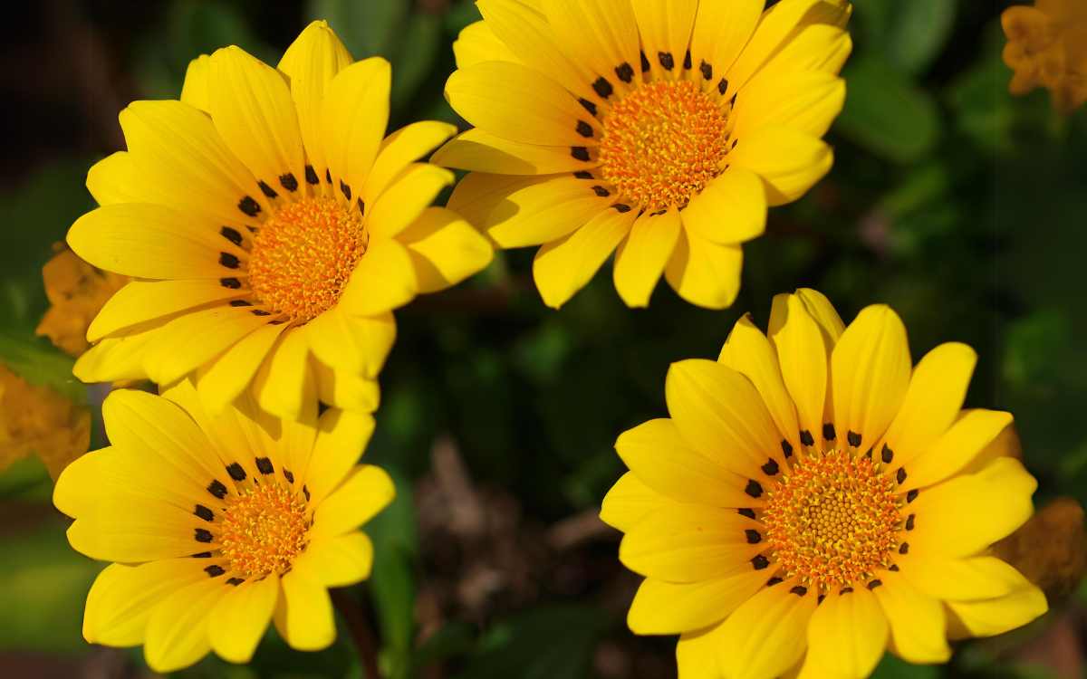 Gazania con flores amarillas