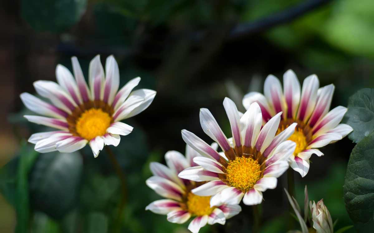 Gazania con flores blancas