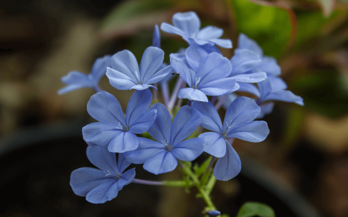 Jazmín azul Flores