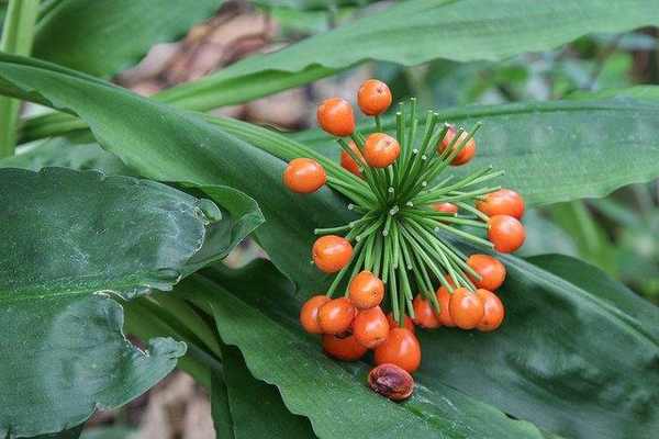 Scadoxus multiflorus fruta