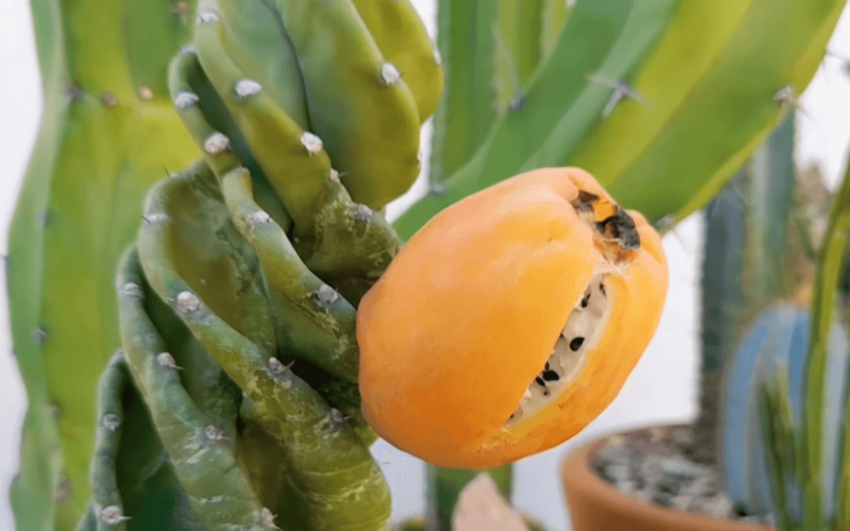 cactus tornillo fruta