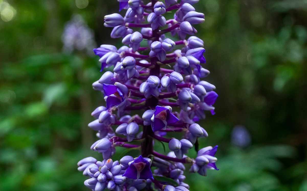 Flor de jengibre azul