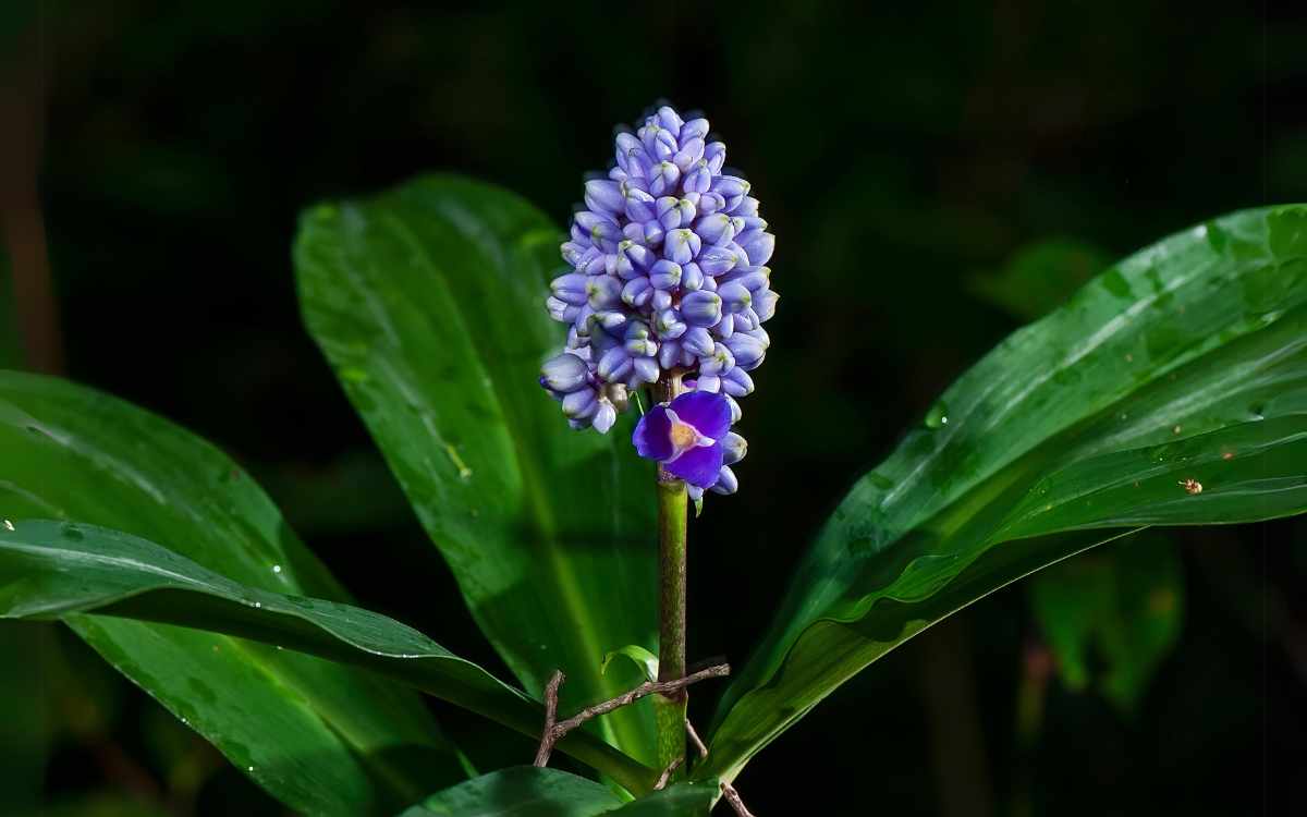 Jengibre azul flores y hojas