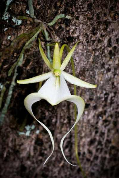 Orquidea fantasma dendrophylax lindenii