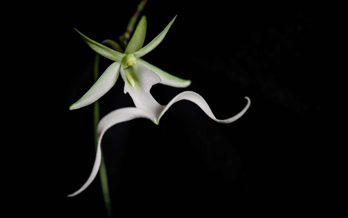 Orquidea fantasma flor
