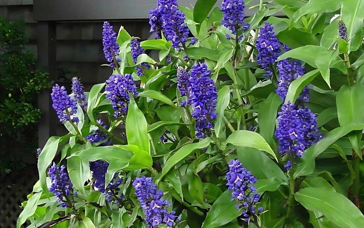 Varias plantas – jengibre azul