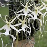 Conozca la Orquídea Fantasma: Su Historia y Características