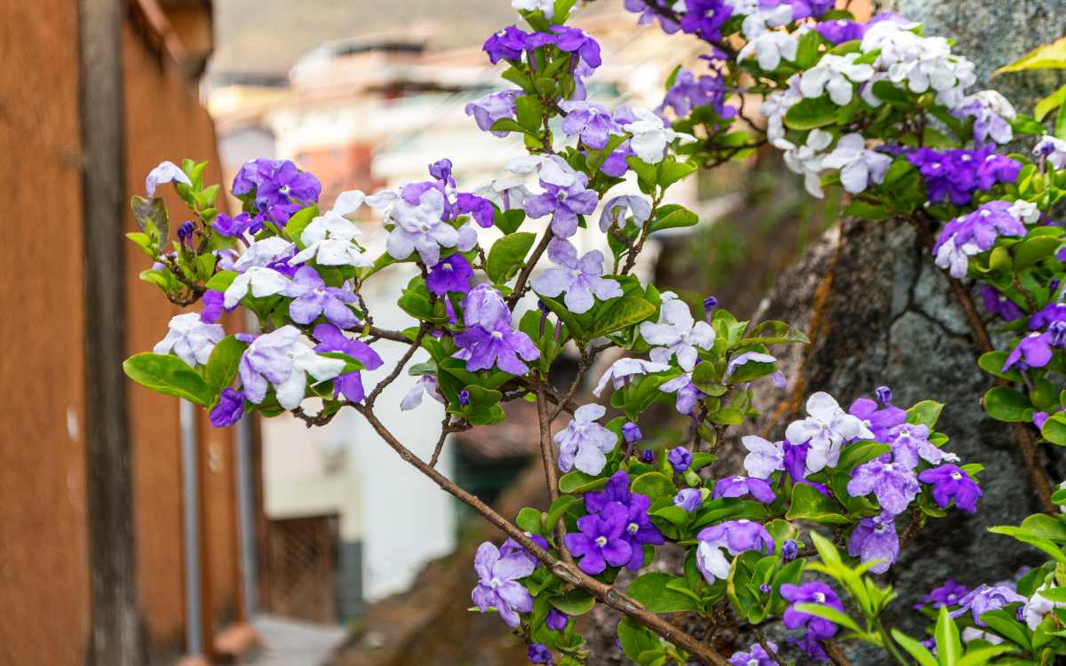 Brunfelsia uniflora flores