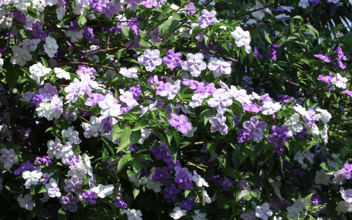 Brunfelsia uniflora manaca