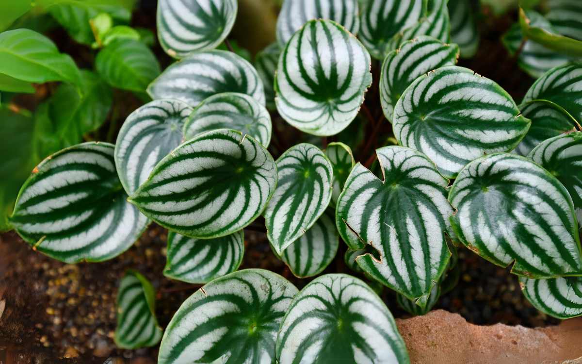 Peperomia Sandia 02