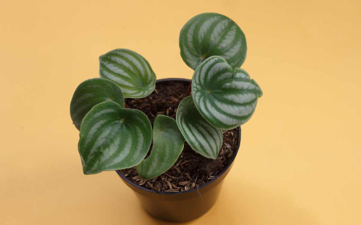 Peperomia Sandia 03