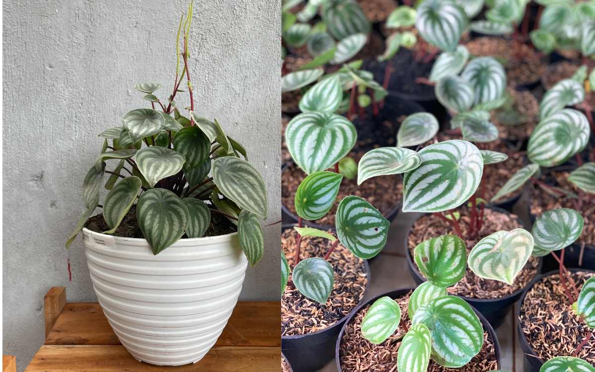 Peperomia Sandia 04