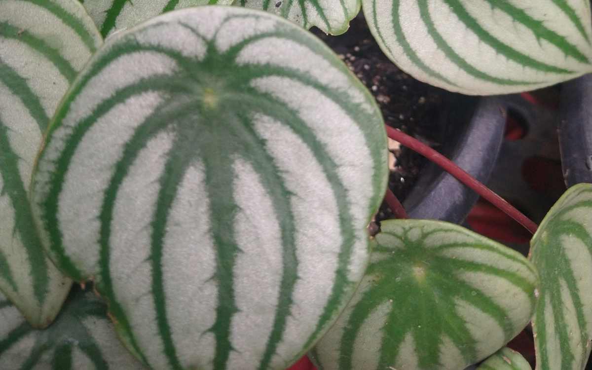 Peperomia Sandia hojas