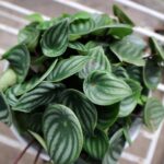 Peperomia Argyreia (Sandía): Cuidados y Plantio