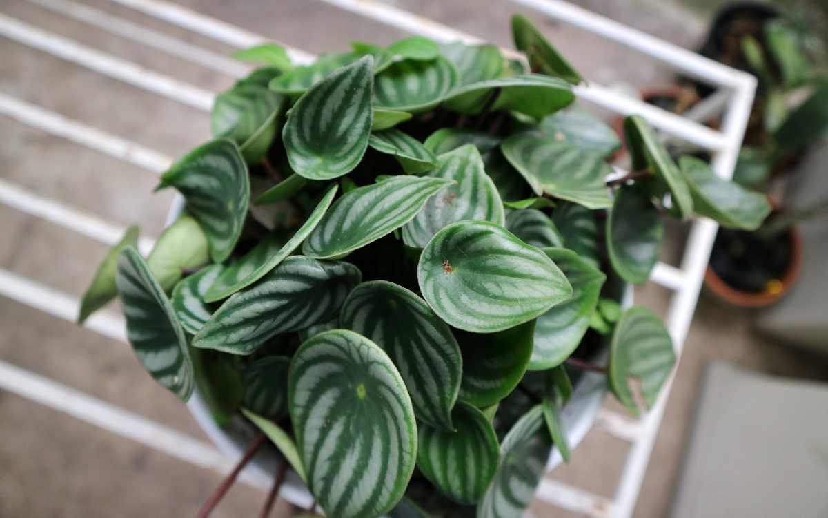 Peperomia Sandía – imagem destacada