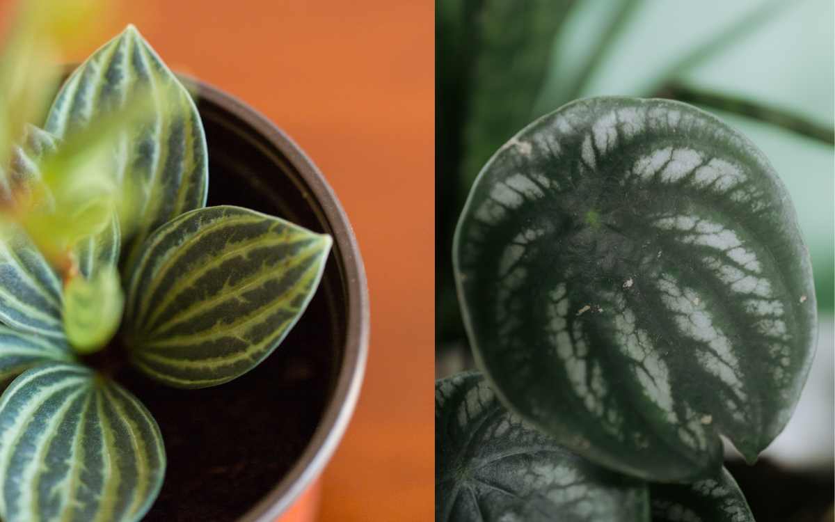 Peperomia sandia Peperomia Argyreia en un florero