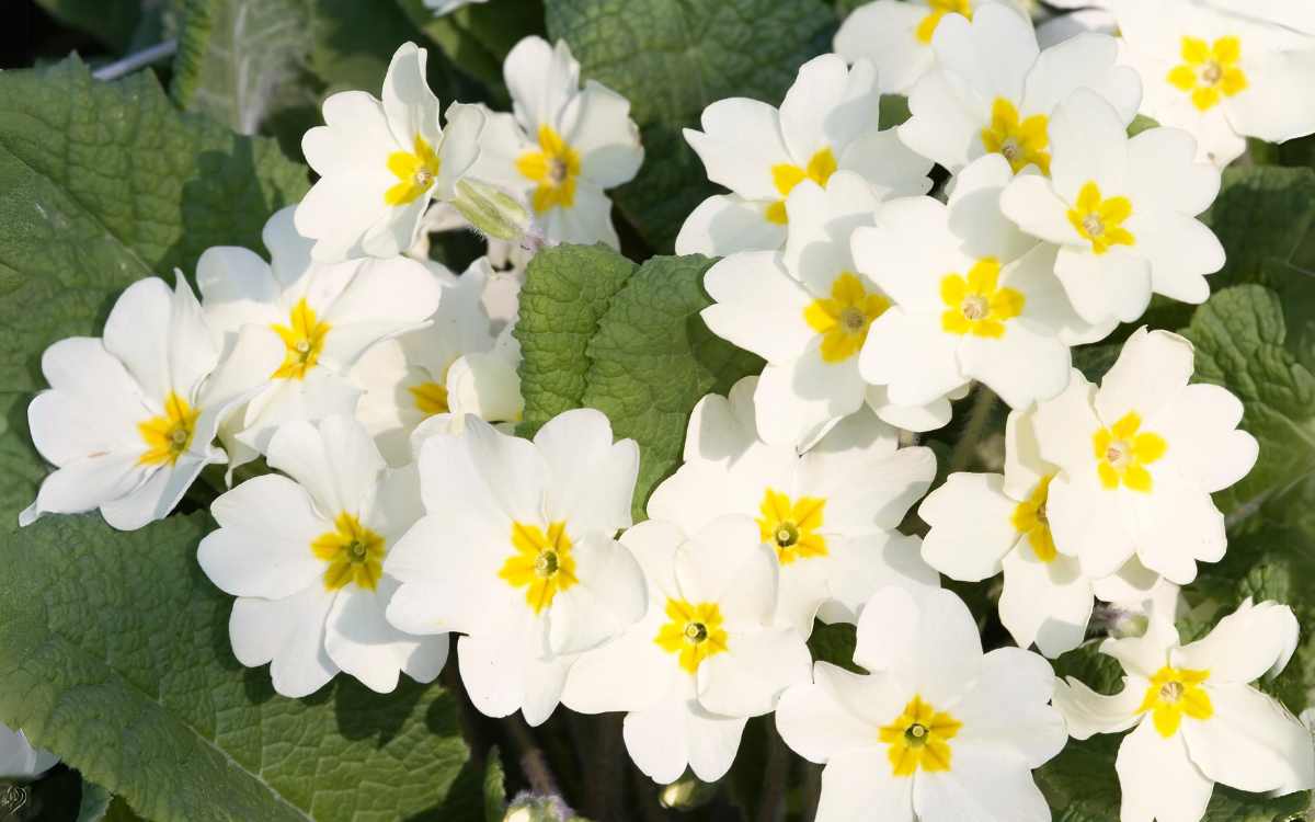 Primula con flor blanca