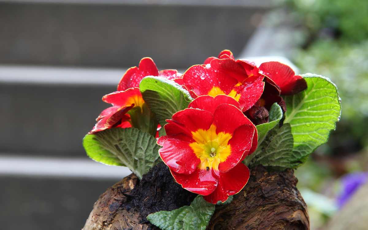 Primula con flor rojiza