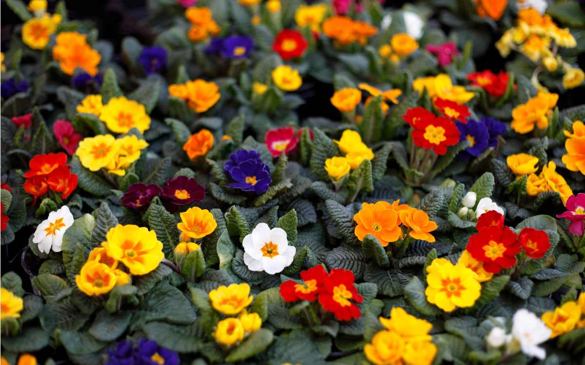 Primulas con flores de diferentes colores