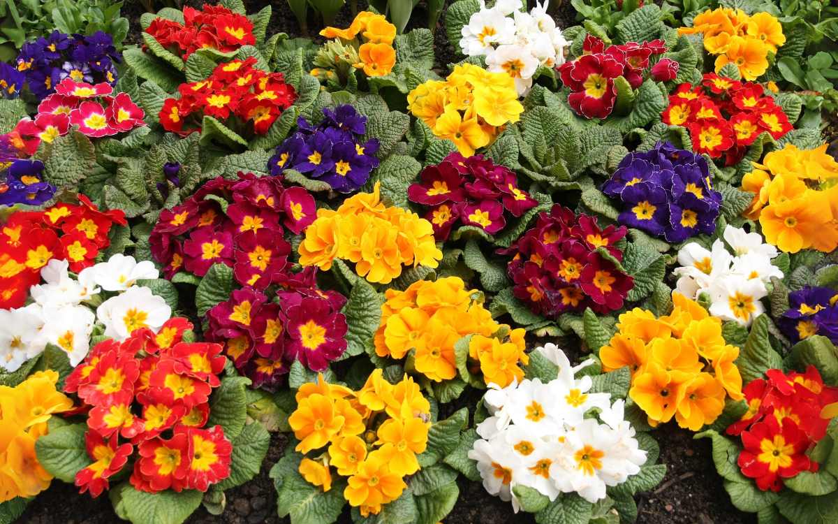 Primulas en flor