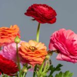 Ranunculus: Sus Significados y Cuidados (Con Fotos)