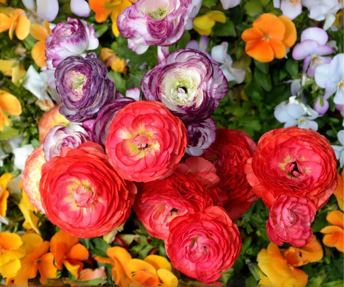 Ranunculus con flores de diferentes colores