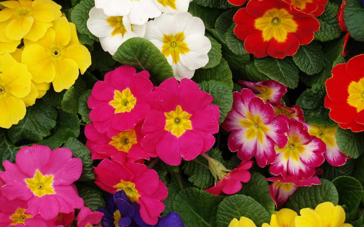 Varias primulas