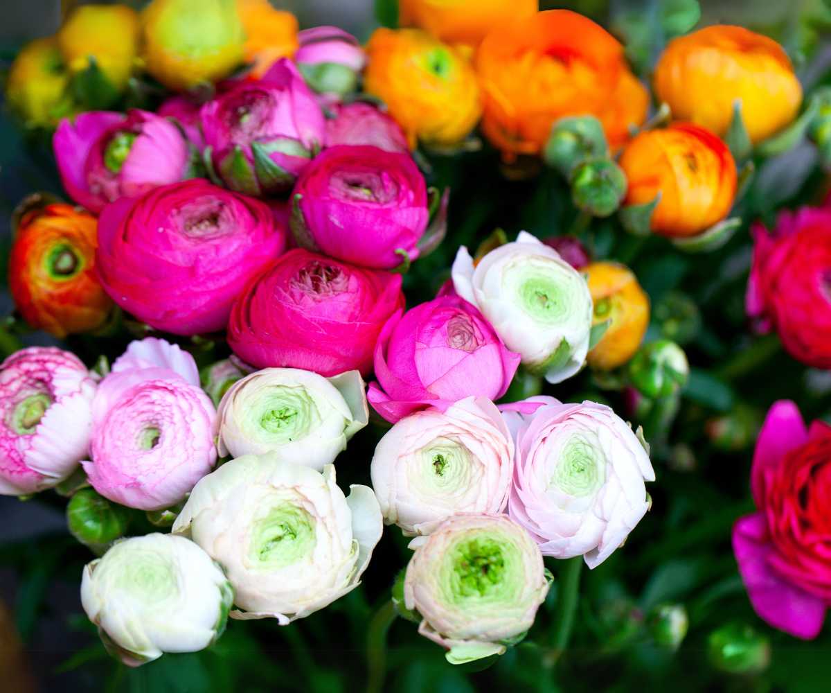 flores ranunculus