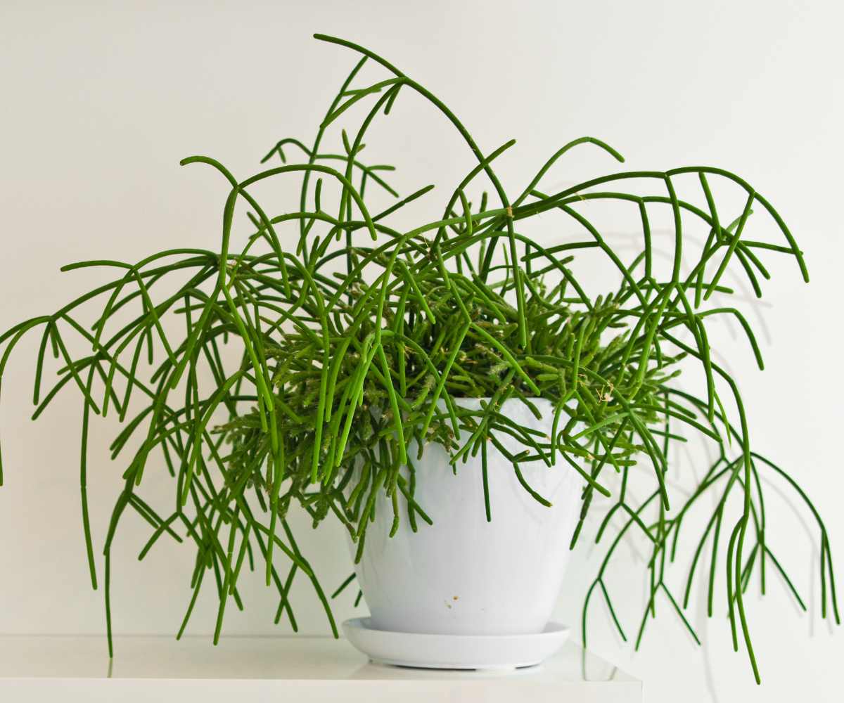 Rhipsalis 01