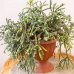 Rhipsalis - Aprende Paso a Paso Cómo Cultivarlo