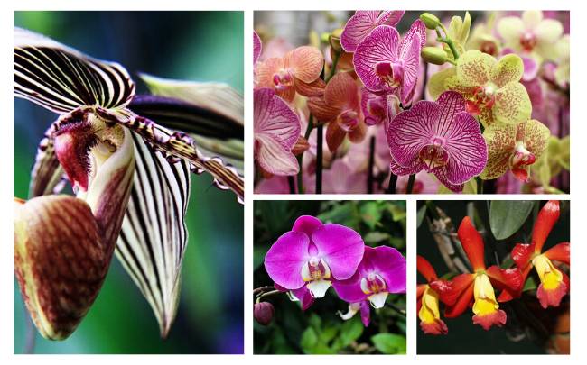 Acerca de las orquideas