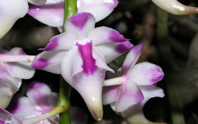 Aerides lawrenciae