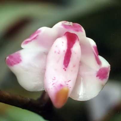 Aerides odorata