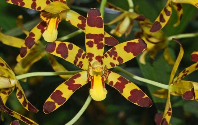 Ansellia africana flor