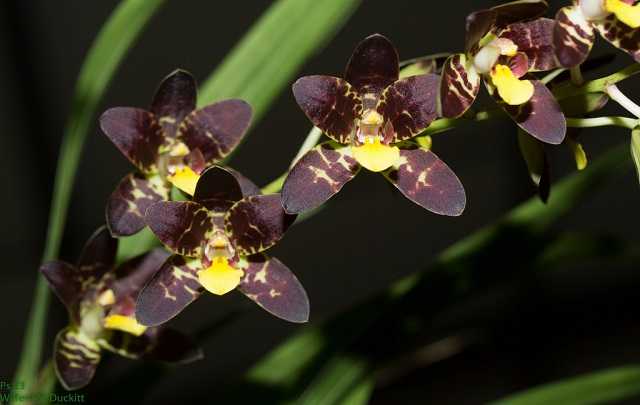 Ansellia africana var. black darkness