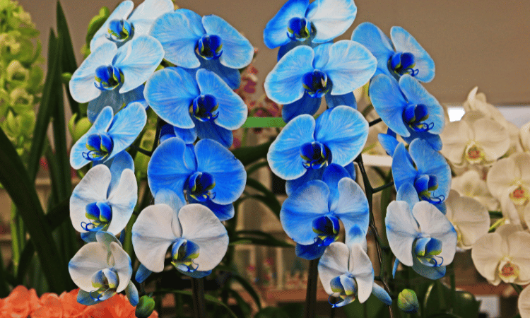 BLUE MYSTIC