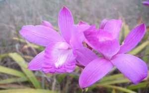 Bletia Patula