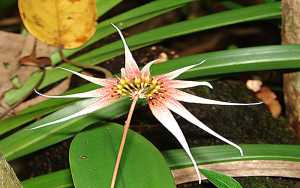 Bulbophyllum acuminatum