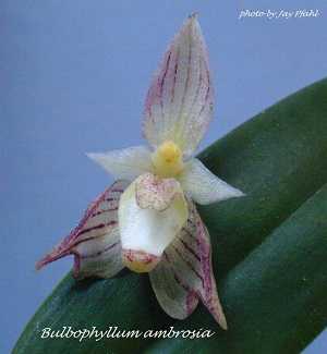 Bulbophyllum ambrosia
