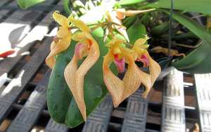 Bulbophyllum bicolor