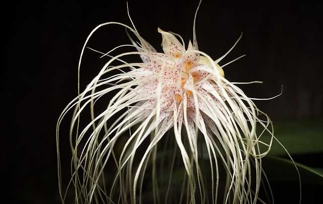 Bulbophyllum medusae orquidea medusa