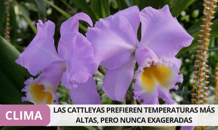 CLIMA