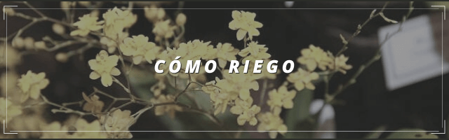 COMO RIEGO