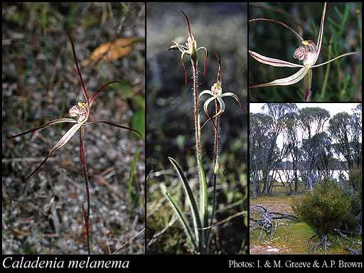 Caladenia melanema