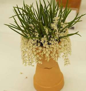 Capanemia superflua flores